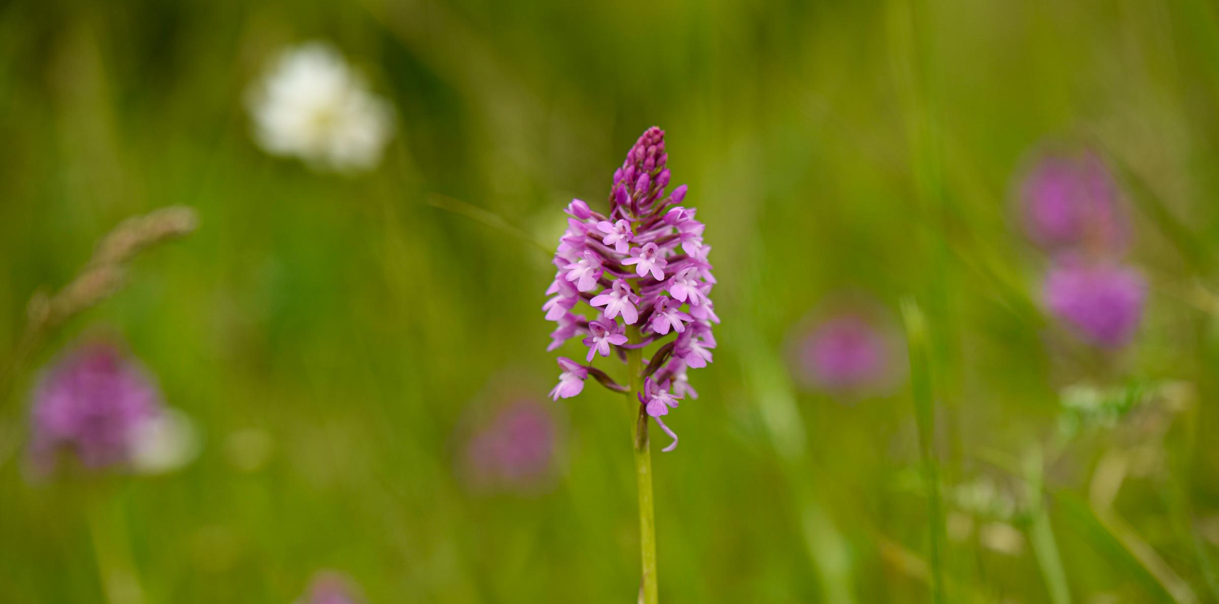 Орхидея года 2025 — Пирамидальная анакамптис (Anacamptis pyramidalis). Фото: Марис Сепп