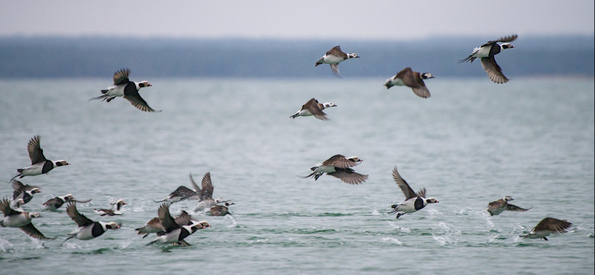 Фото: Аллар Лийв