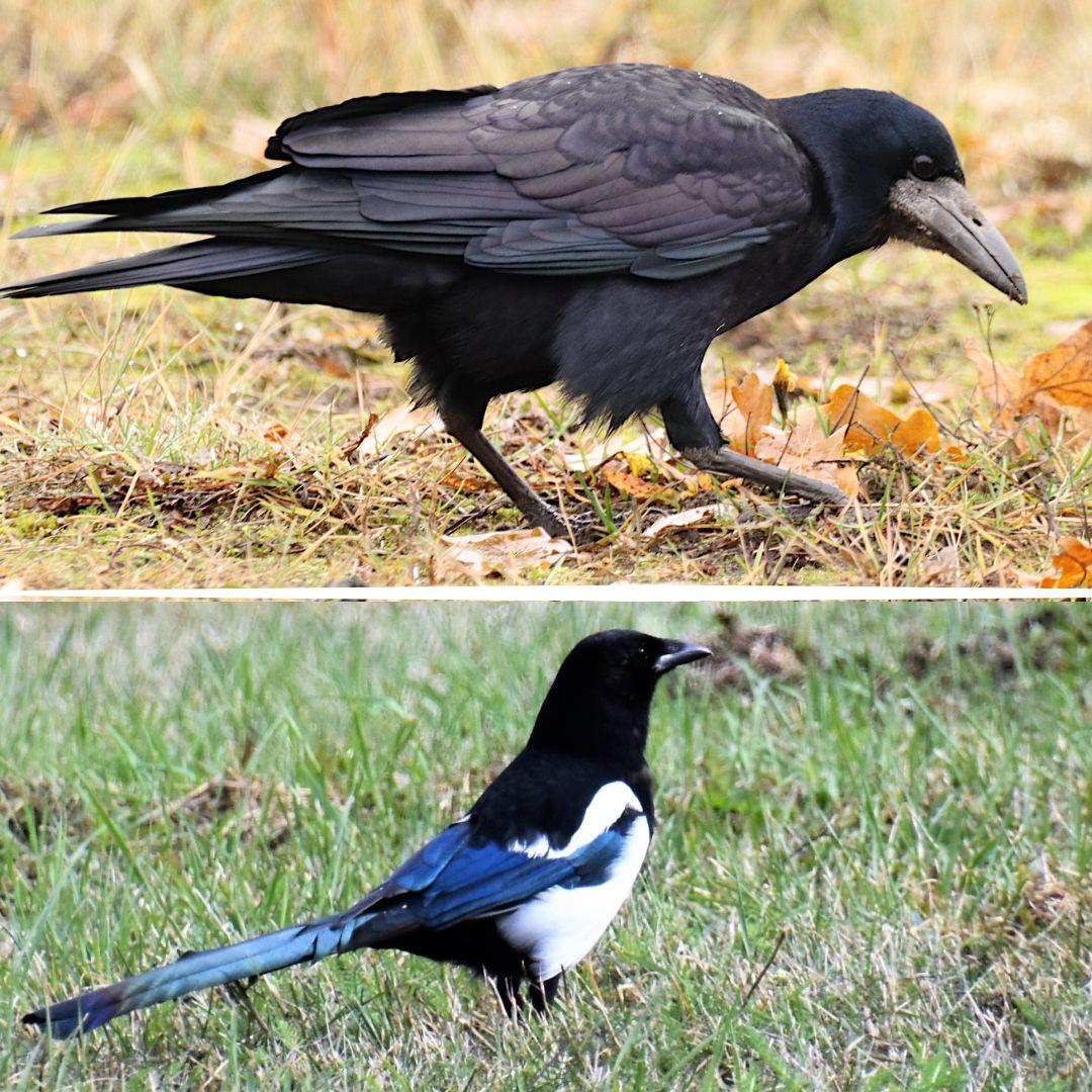 Künnivares ja harakas