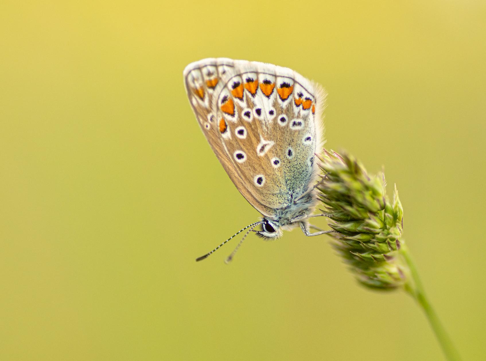 Ristikheina-taevastiib (Polyommatus icarus)